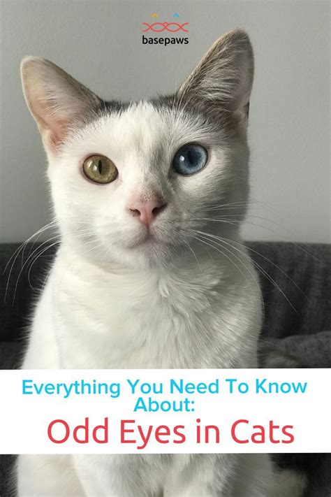 cats with odd eyes|Odd Eyes in Cats (Heterochromia) .